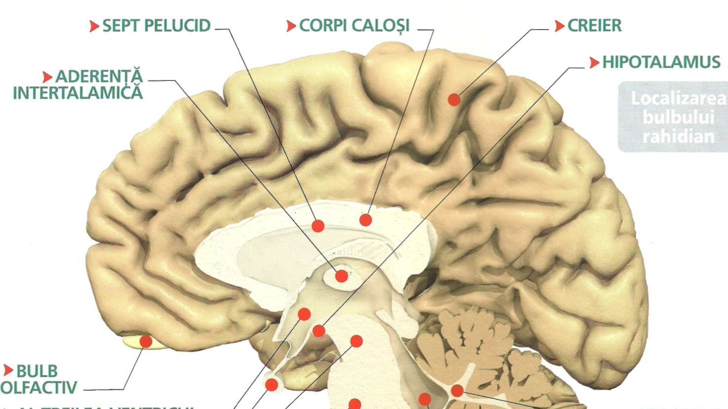 Subiecte Bacalaureat Anatomie 2016. Ce subiecte au primit elevii la Anatomie la BAC 2016