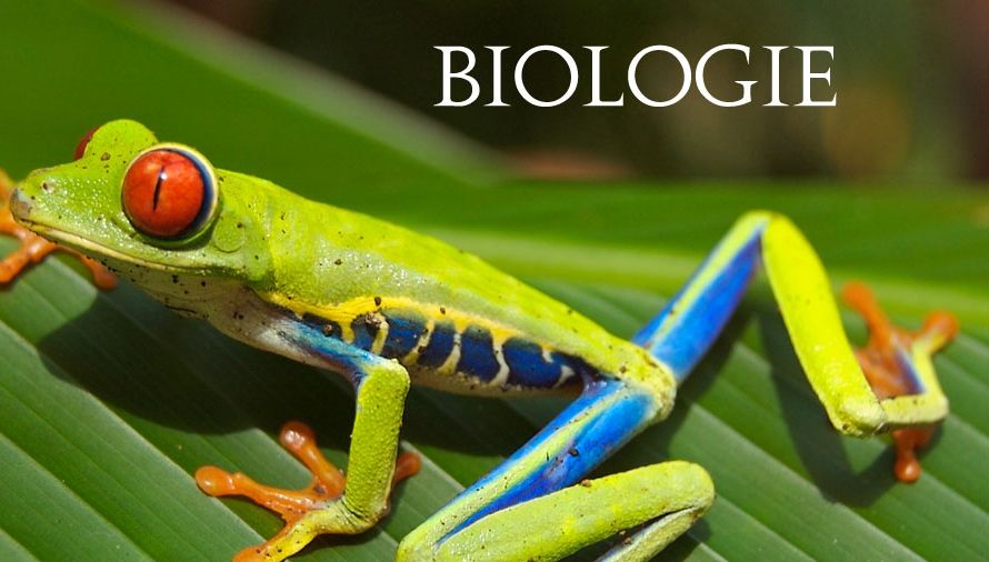Subiecte BIOLOGIE BAC 2016: Diviziunea celulară. VEZI subiectele integrale la Biologie