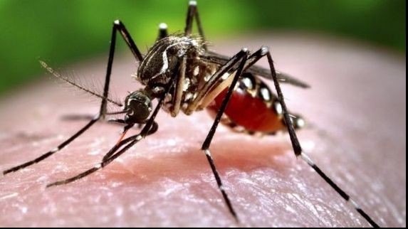 Țânțar purtător al virusului Zika, detectat în Florida! Femeilor gravide li se cere să evite statul