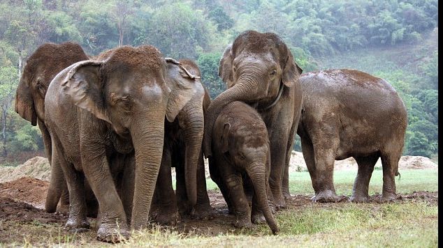 Elefanții, pe cale de dispariție. Este incredibil cât de puțini au rămas în savana africană