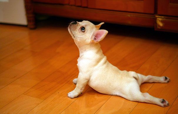 Ai nevoie de un profesor de yoga? Iată dovada că un animal de companie este cel mai bun profesor