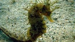 Vameşii francezi au capturat 2.000 de căluţi de mare morţi