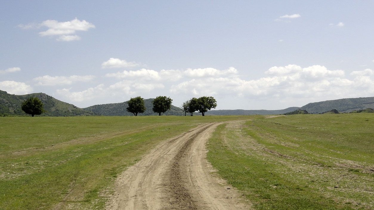 Imagini apocaliptice: un câmp din Brăila, plin cu păsări moarte. Explicaţia?