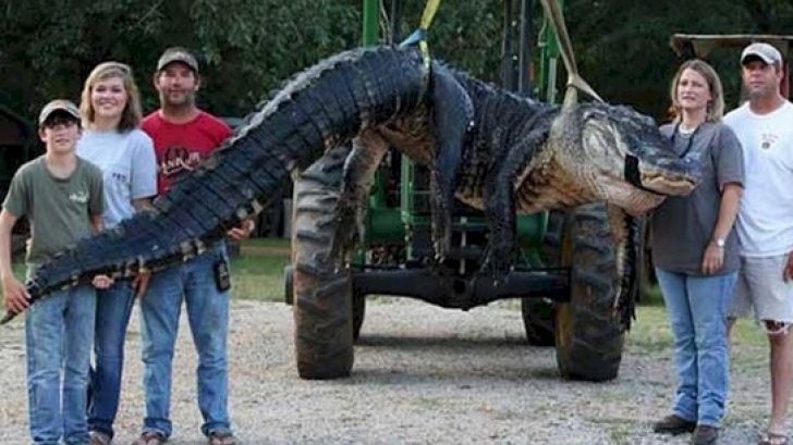 Au capturat cel mai mare aligator, dar, când l-au despicat, au încremenit! Ce au găsit în interior 