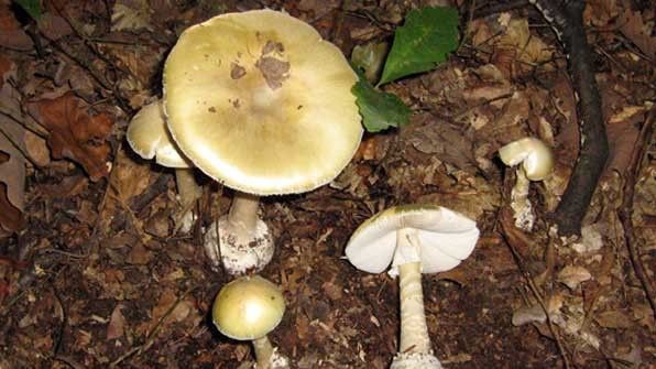 Hunedoara. 13 persoane au ajuns la spital, după ce au mâncat ciuperci culese din pădure 