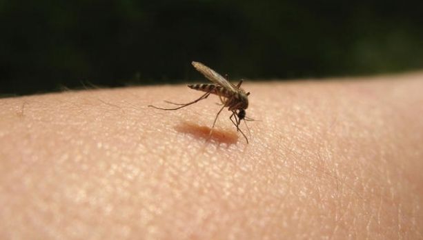 Cum scapi RAPID de mâncărimea provocată de înţepăturile ţânţarilor