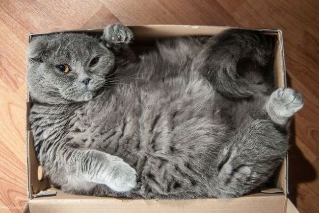 15 pisici cărora nu le pasă deloc ce crede lumea despre ele. Imagini senzaționale