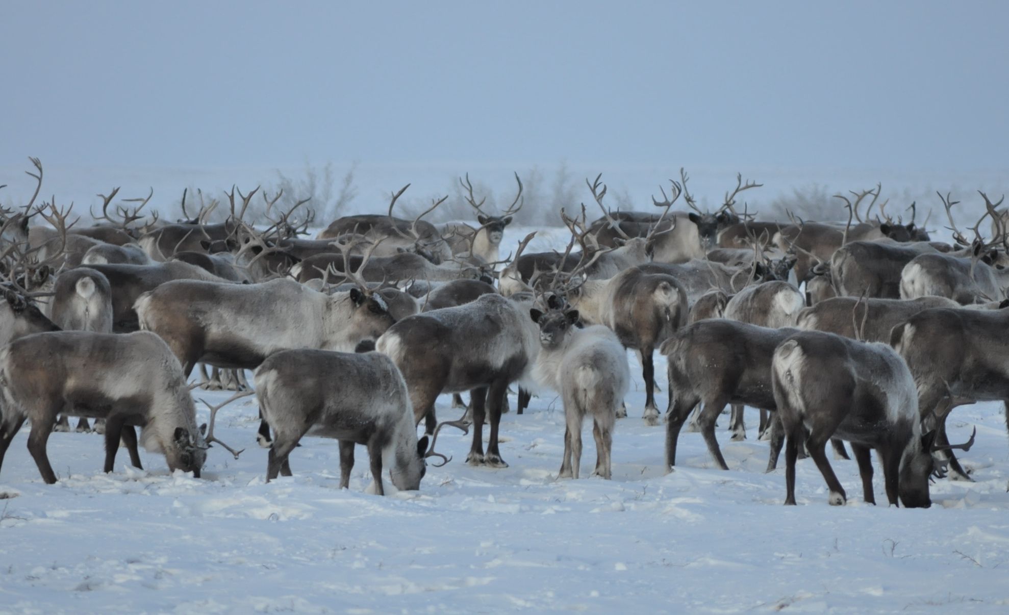 Focar de antrax în nordul Siberiei. Autorităţile ruse sunt în alertă