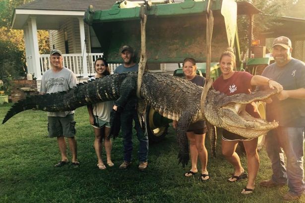 A capturat un aligator uriaş de 4 metri în Mississippi 