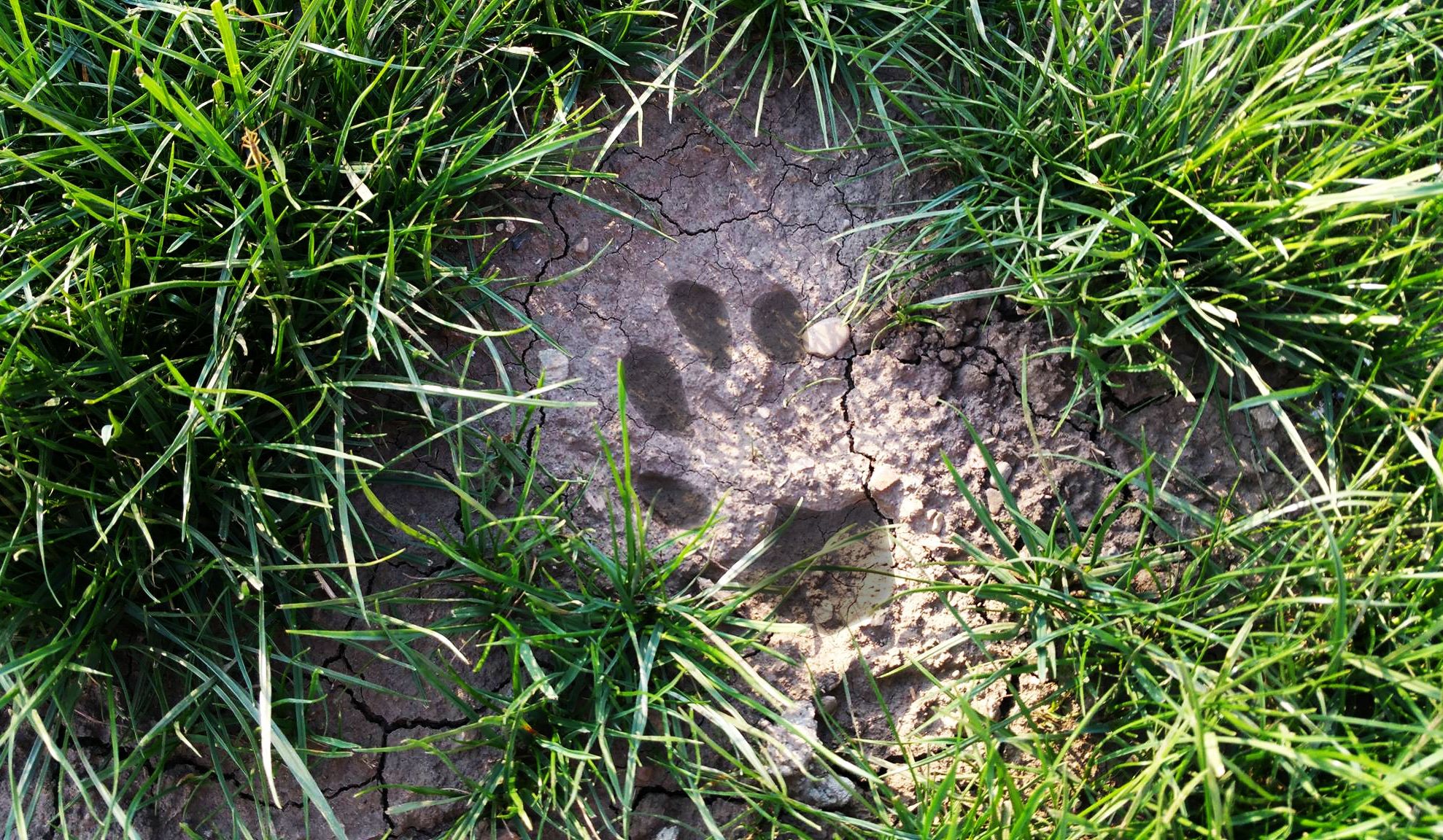 Panică în Neamţ: locuitorii unui sat spun că sunt terorizaţi de un LEU. A ucis deja zeci de animale