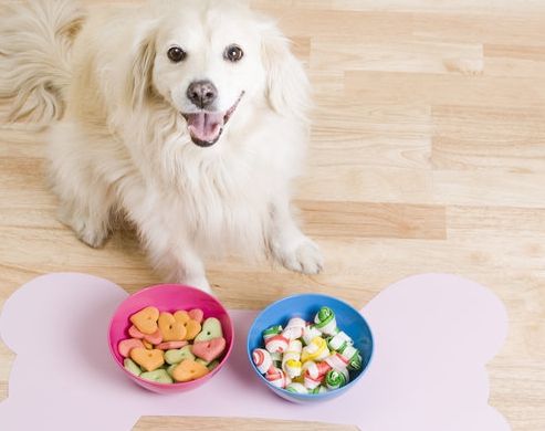 15 câini aveau nevoie de stăpân. 14 au fost adoptați. E uluitor de ce nimeni n-a vrut acest pui