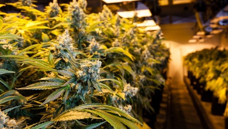  Doi bărbaţi arestaţi în Galaţi pentru că  aveau într-un solar 156 de plante de cannabis 