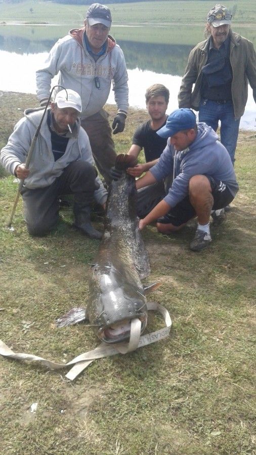 Captură uriaşă pentru doi pescari români: un somn de 69,5 kg. Unde l-au prins