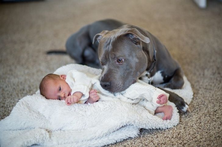 GROAZNIC! I-a spus soţiei să nu lase pitbull-ul lângă bebe. Dar l-a aşezat pe jos. ŞOC ce urmează