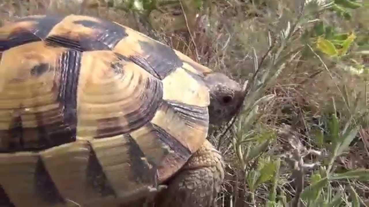 Anunţul făcut de autorităţile române despre broaştele ţestoase