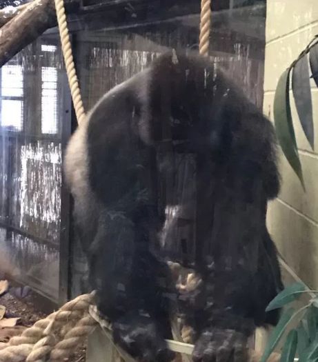 Autorităţile londoneze, în alertă! O gorilă a evadat de la Zoo