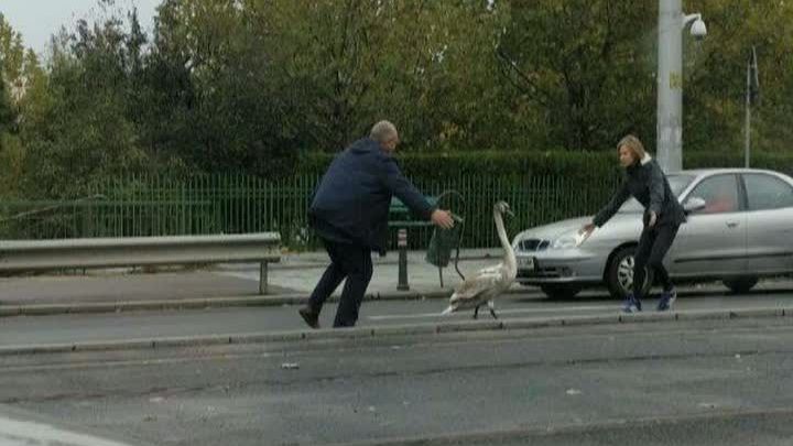 Martor Ocular. Lebădă rătăcită în Capitală 