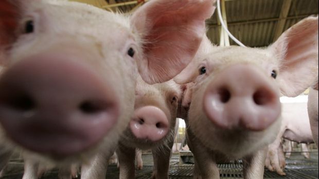 PSD lansează ”pomana porcului”. Ce ajutoare vrea să dea Dragnea pentru îngrășarea animalelor