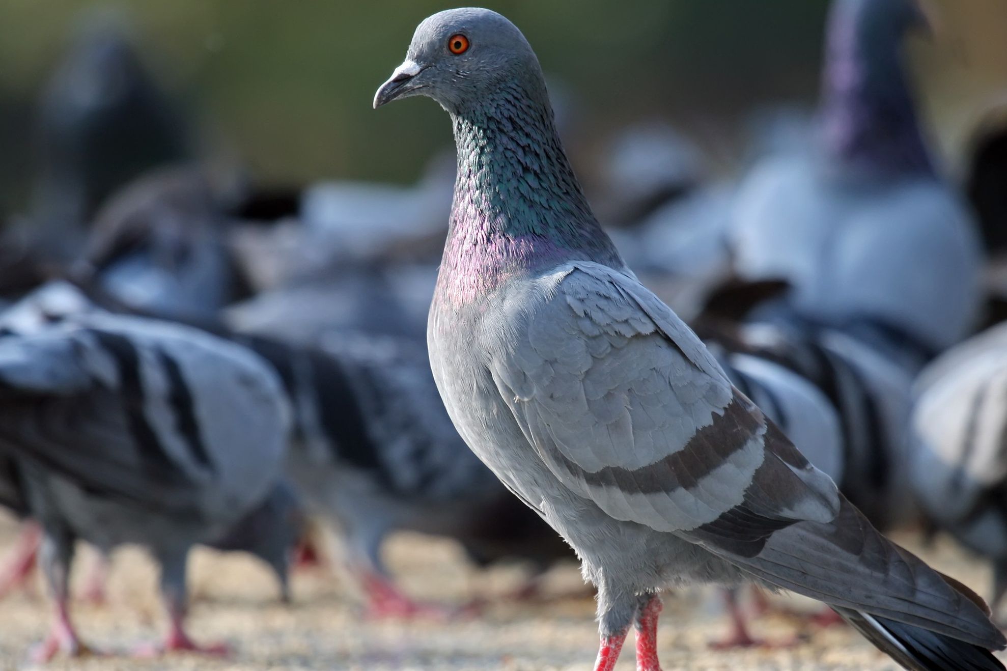 Poliţia indiană a arestat un porumbel suspectat de spionaj