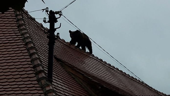Adevărul despre ursul împuşcat. Ce au făcut, de fapt, cei care ar fi trebuie să îl tranchilizeze