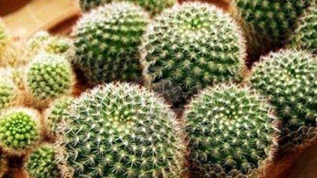 Ce se întâmplă dacă dormi cu un cactus în cameră. Nici măcar nu îţi imaginezi!
