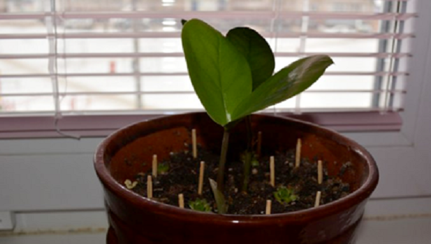 A pus chibrituri în ghiveciul cu flori. După patru zile, surpriză majoră. Ce a văzut lângă plante