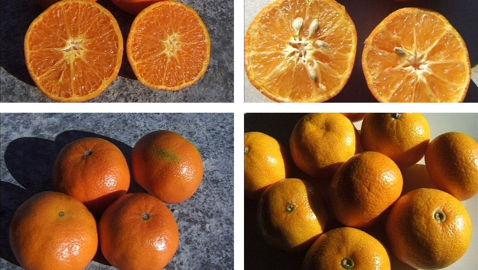 Sigur nu ştiai asta. Care este diferenţa dintre mandarine si clementine? 