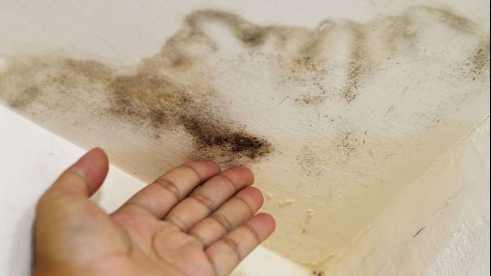 Ce se întâmplă dacă dormi într-o cameră în care e mucegai? Nici nu vă imaginaţi!