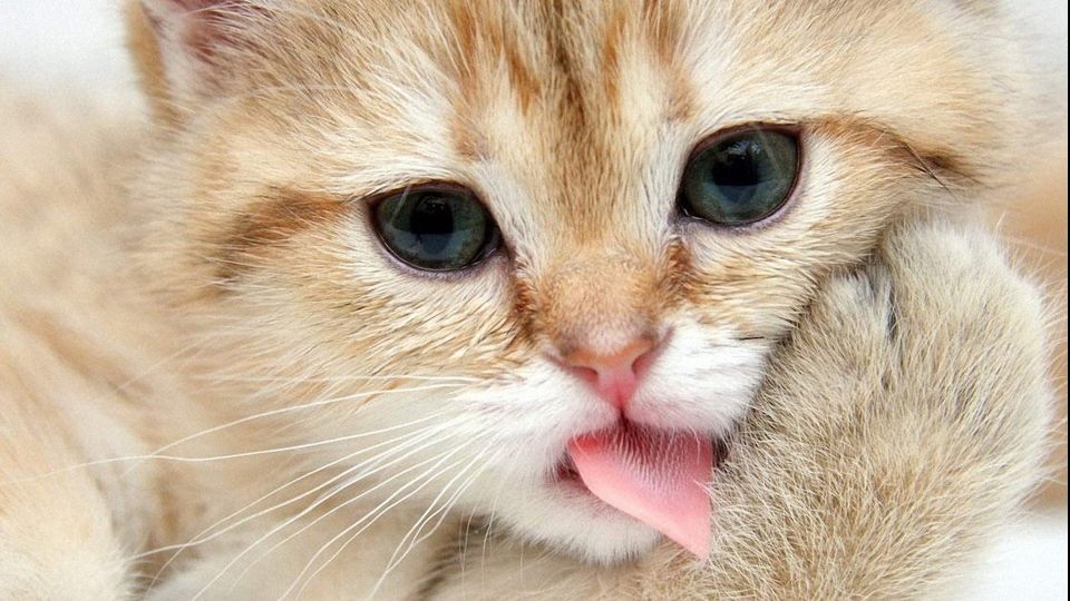 Studiu: Oamenii care au pisici sunt mai inteligenți decât cei care dețin câini