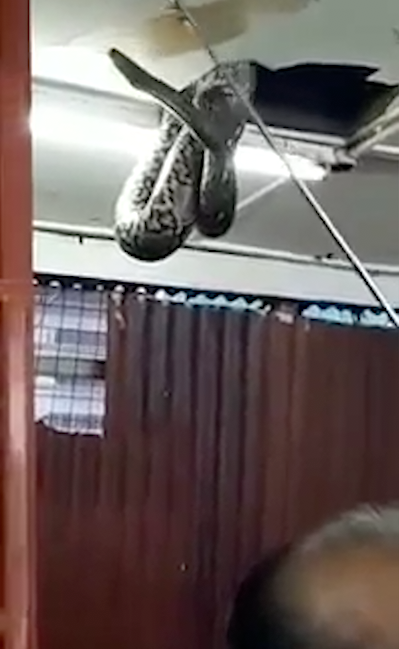 Un şarpe uriaş a căzut peste clienţi, în restaurant. Momentul, terifiant