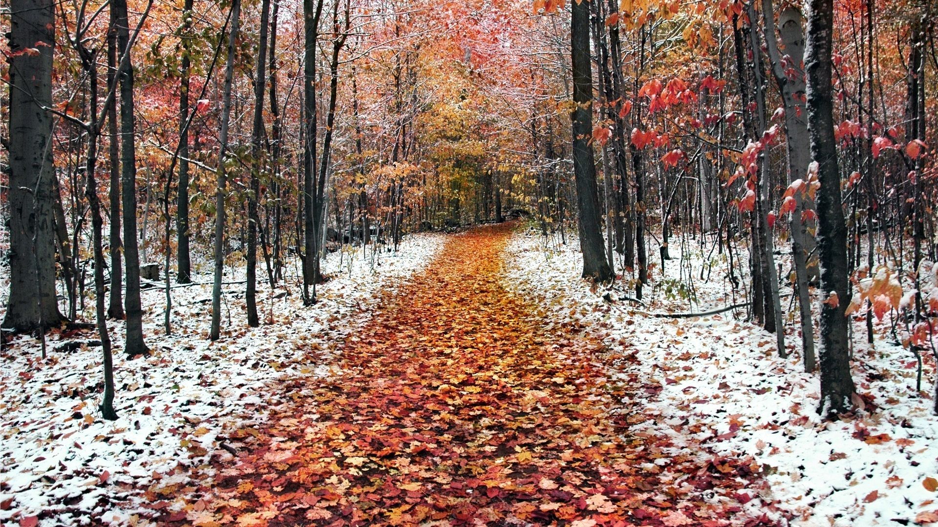 Vremea se schimbă brusc. Prognoza meteo pe două săptămâni
