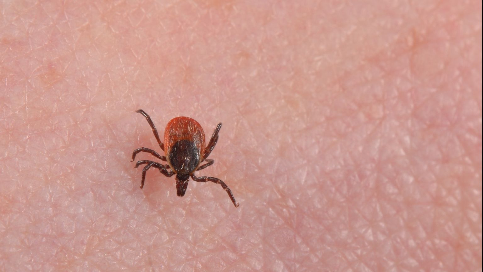 Căpușele sunt printre cele mai periculoase insecte parazite