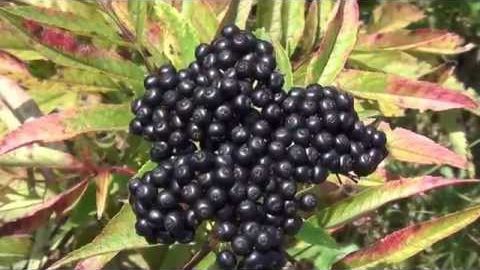 Fructul care a ucis o fetiţă de patru ani