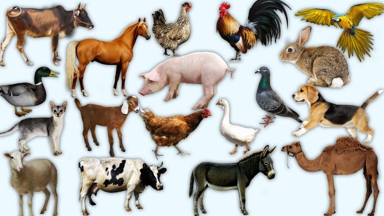 Test de personalitate. Ce spune animalul preferat despre tine