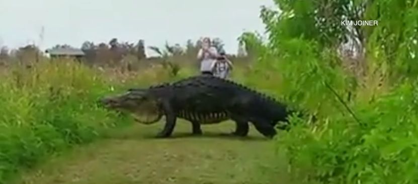 Imagine de coşmar: ce reacţie au avut turiştii când s-au întâlnit cu reptila URIAŞĂ