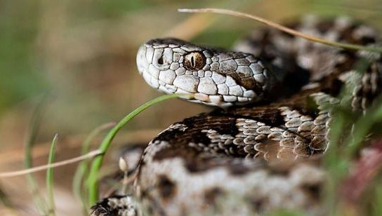 Dealul lui Dumnezeu. Locul din România unde trăiește un animal biblic, unic în lume