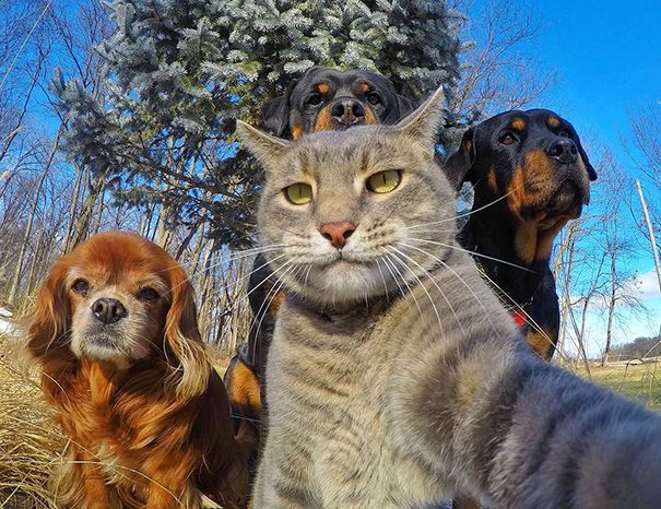 Zece selfie-uri cu animale care te vor face cu siguranţă să zâmbeşti 