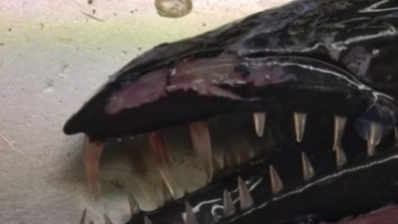 A scos năvodul din apă și a încremenit. O creatură înfricoșătoare se zbătea în plasă