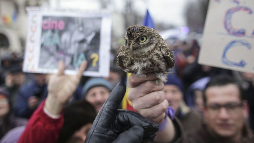 Bărbatul care a adus o cucuvea la protestul de la Cotroceni ar putea face închisoare 