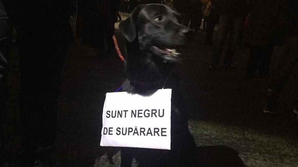 BBC scrie despre protestatarii patrupezi de la București