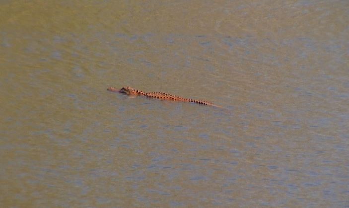 Au văzut o creatură ciudată, de culoare portocalie, în lac. Au scos-o din apă şi au ÎNGHEŢAT. Ce era