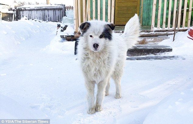 Câinele a găsit un copil abandonat. Ce a urmat aduce lacrimi în ochii tuturor!