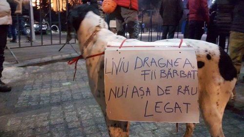 "Liviu Dragnea, fii bărbat, nu-i aşa de rău legat". Fotografia care a amuzat întreg Facebook-ul