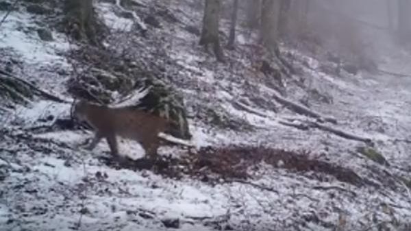 Surpriza pentru pădurari - ce animal extrem de RAR a fost surprins de camere, în România