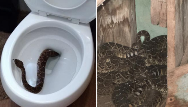 Când s-a dus la toaletă a îngheţat de spaimă. Vezi descoperirea uluitoare a unui copil din Texas