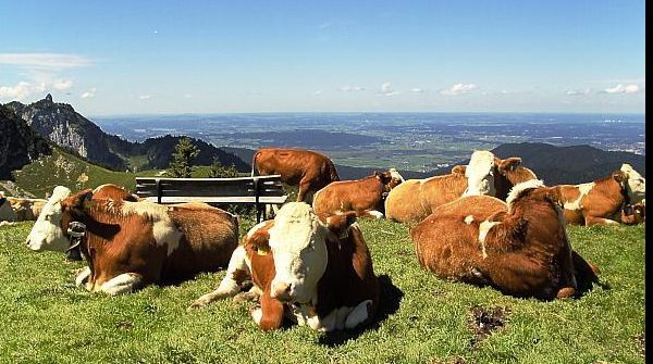 Cum sunt crescute cele mai scumpe animale din lume: berea și muzica clasică, ingrediente principale