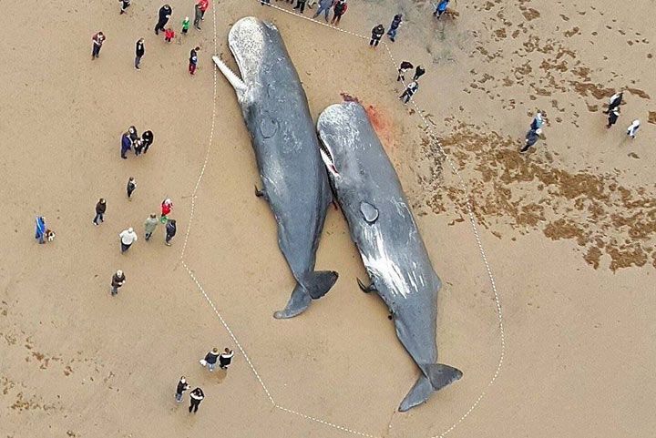 29 de cașaloți, găsiți pe malul mării. Descoperire înfricoșătoare în stomacul monștrilor marini