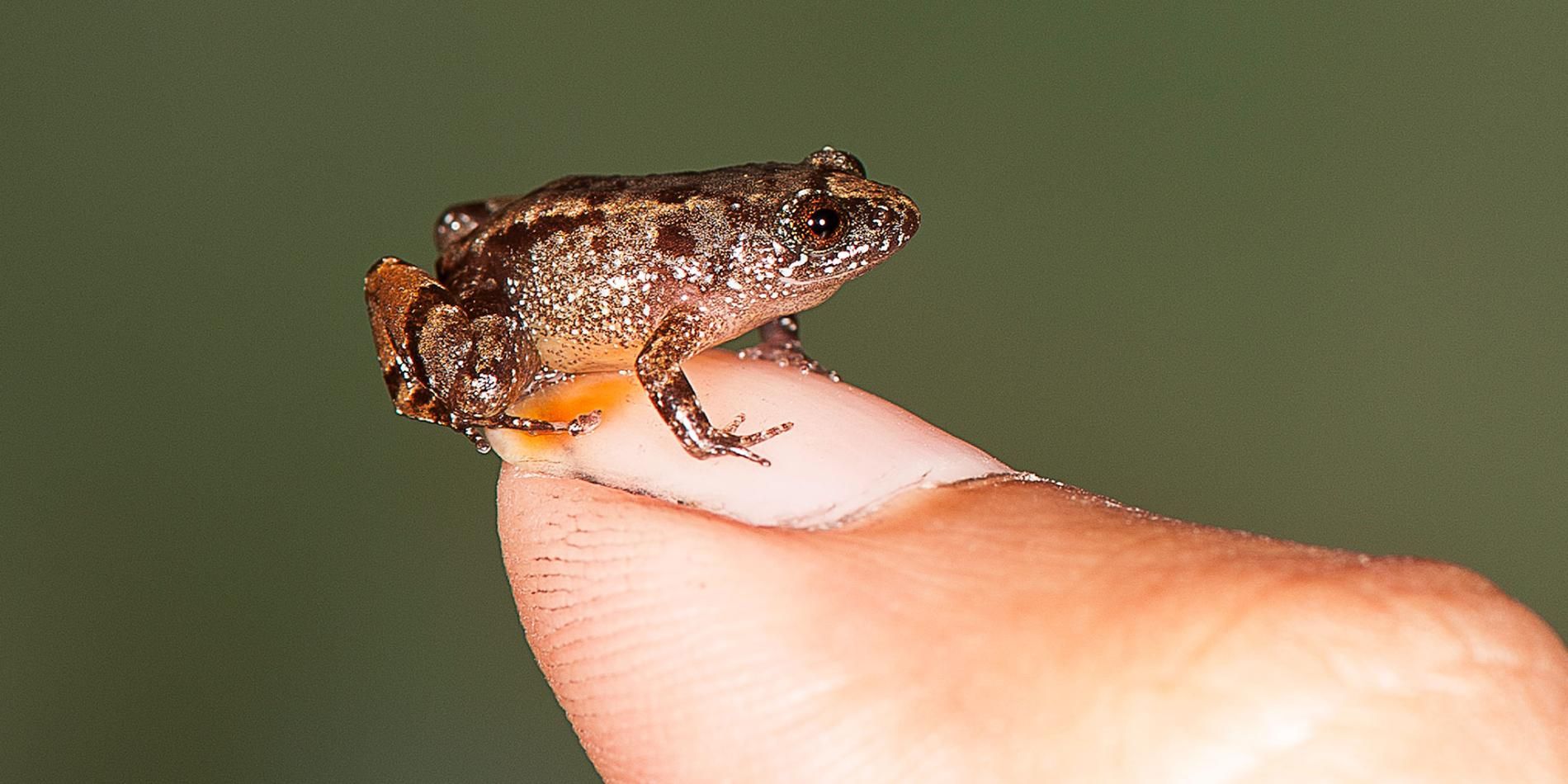 Oamenii de ştiinţă au descoperit o specie nouă de broască. E atât de mică, încât încape pe o unghie