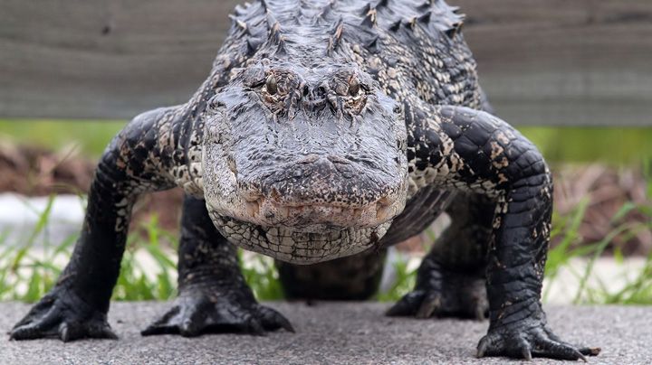 Au fost îngroziți la apariția creaturii! "Am crezut că era un dinozaur”