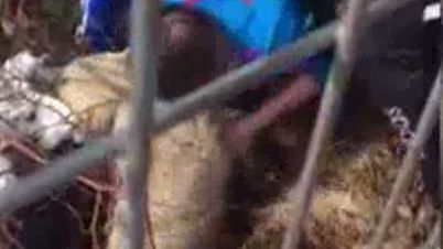 Un câine a fost salvat de antrenorul Florin Bercean şi de judoka Violeta Dumitru